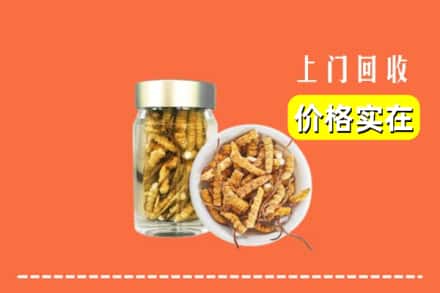 上海宝山区回收散虫草