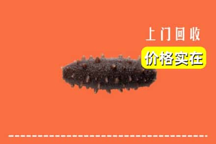上海宝山区回收海参